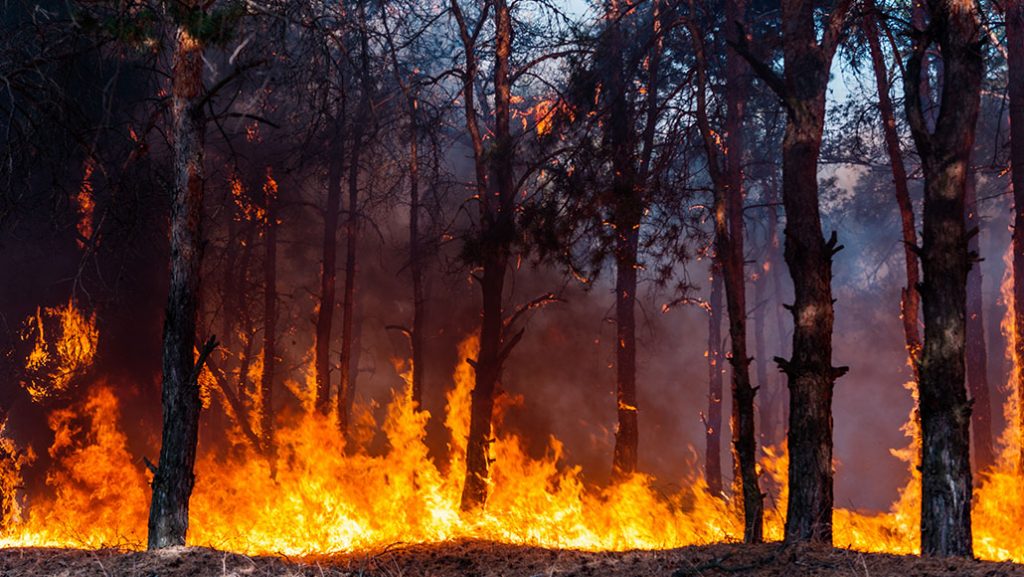 Forest Fire Outbreaks in Gevgelija Near Macedonian-Greek Border