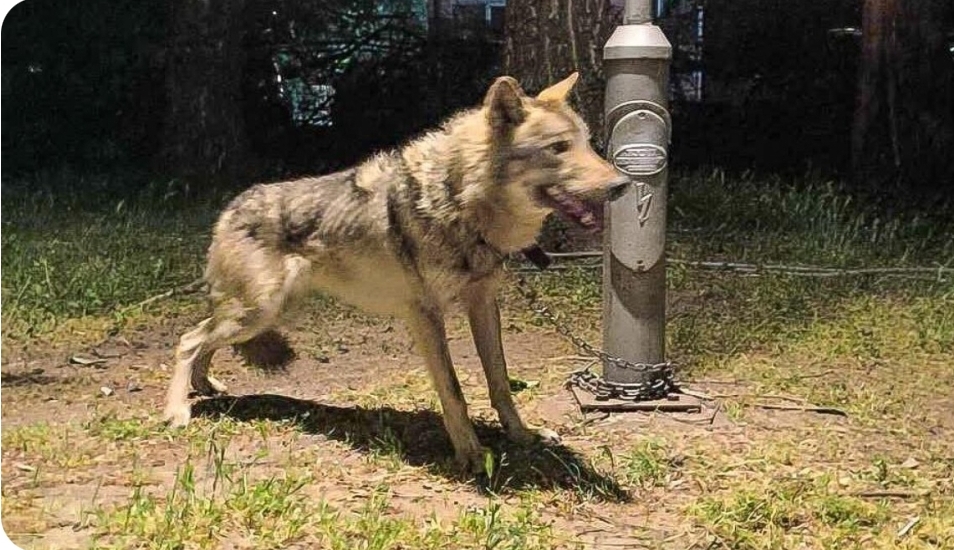 Veterinary Agency Confirms Animal in Kozle is Wolf