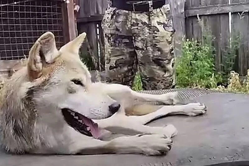 Zoo Wolves Reportedly Escape Habitat, Kill 4 Kangaroos and Several Emu Birds