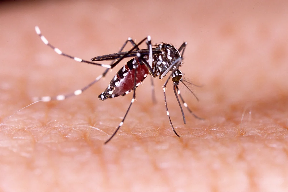 First Zika Virus Case Recorded in North Macedonia