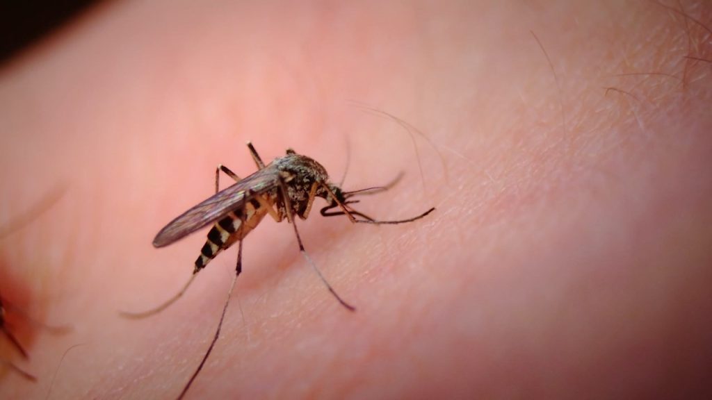 8th Death of West Nile Fever Registered